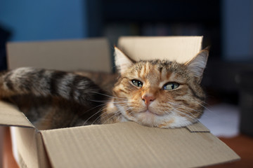cat in a box