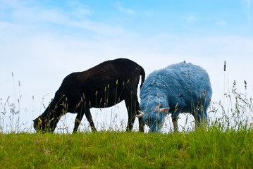 Schwarzes und blaues Schaf, zwei Lämmer/ junge Schafe auf einem Deich, Schleswig-Holstein,...