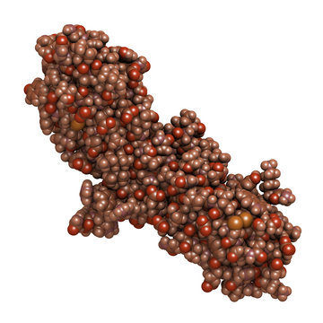 Tissue Factor (TF, Extracellular Part) Protein