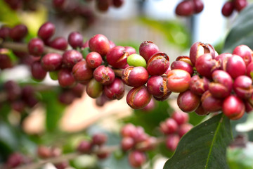Ripe red coffee beans