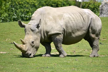 Foto op Plexiglas White rhinoceros grazing grass © Christian Musat