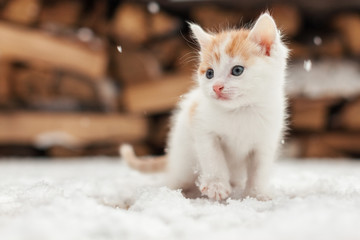 Small red lonely kitten on snow
