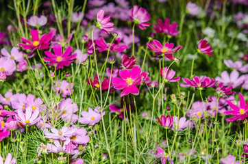 flowers pink