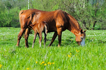 Horse with a calf on pasture