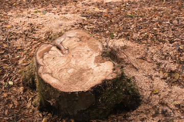Remains of felled tree