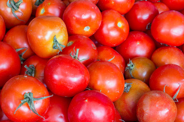 Fresh tomatoes from the farm