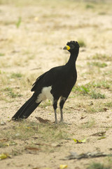 Bare-faced curassow, Crax fasciolata