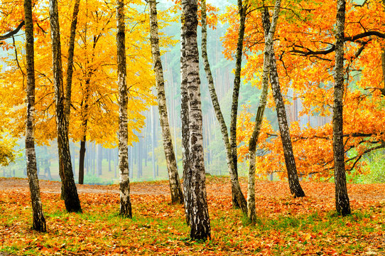 Birches In The Fall Park