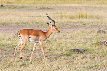 impala antelope in the savannah - national park masai mara