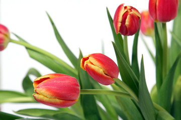 Bouquet of red-yellow tulips