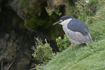Black-crowned night-heron, Nycticorax nycticorax