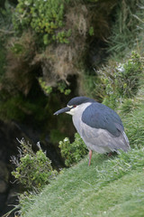 Black-crowned night-heron, Nycticorax nycticorax