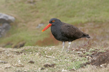 Black oystercatcher, Haematopus bachmani,