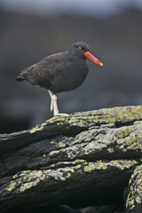 Black oystercatcher, Haematopus bachmani,