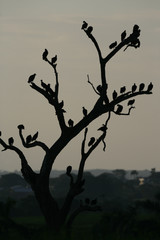 Black vulture, Coragyps atratus