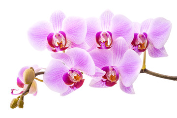 Fototapeta na wymiar Różowa orchidea na białym