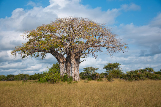 huge baobab tree in tanzania - national park saadani