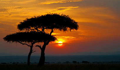 sunset in the national park masai mara in kenya - 59390110