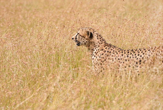 cheetah in the savannah - national park masai mara