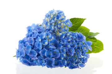 blue Hydrangea