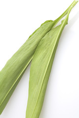 bärlauch