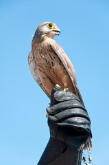 kestrel sitting on falconers hand