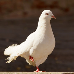 white dove