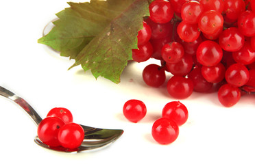 Red berries of viburnum in teaspoon isolated on white