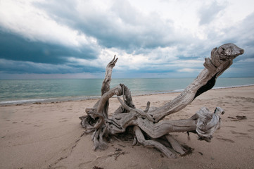 big root on the beach of the indian ocean in tanzania saadani