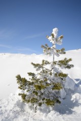 Christmas larch tree covered by thick snow 