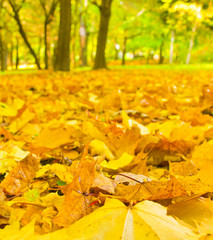 A fallen leaves in autumn forest