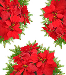 red poinsettia flower with beautiful christmas tree branch