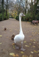 Schwan Düsseldorf Hofgarten Vogel