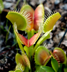 wild native venus flytrap © martypit
