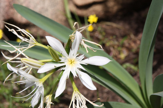Fleur de Corse - Pancratium