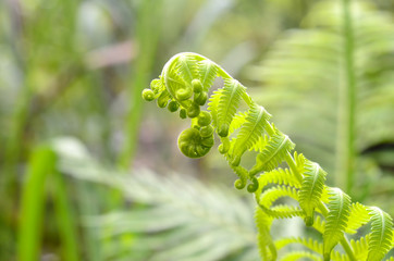 Fresh green leaves of a fern in the blurry background