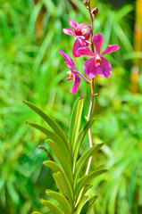 A stem of purple colored orchids in a green outdoor park