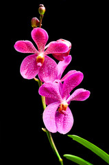 Vanda Orchid isolated on black background
