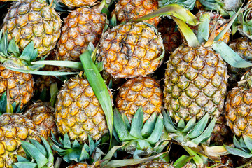 a lot of pineapples