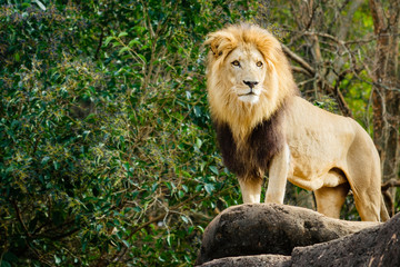 Obraz na płótnie Canvas Mężczyzna lew patrząc na szczycie skałą
