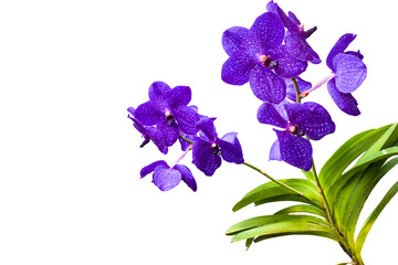 Violet Orchids on white background(This Image contains clipping