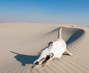 Desert skull, Africa
