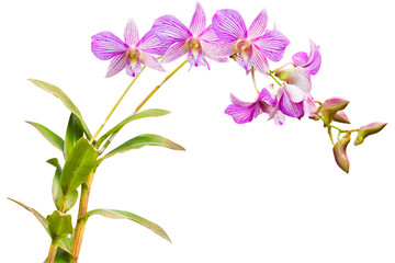 violet thai orchids flowers.(This image contain clipping path)