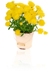 yellow chrysanthemums in flowerpot