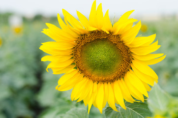Fototapeta premium Sunflower