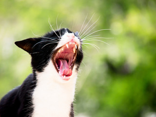 yawning cat (1) - 59400517