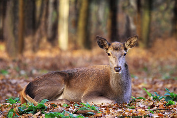 European stag or roe-deer