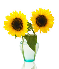 sunflowers in  vase