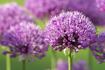 Fototapeta premium Blühender Lauch / blooming leek