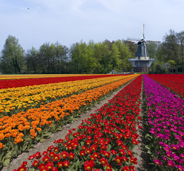 Tulpenfeld in  Holland mit Windmühle